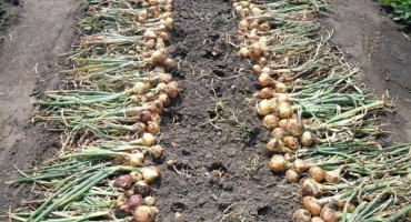 Jak zjistit, kdy odstranit cibuli ze zahrady pro skladování?